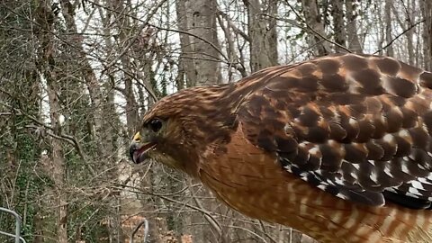 Hawk