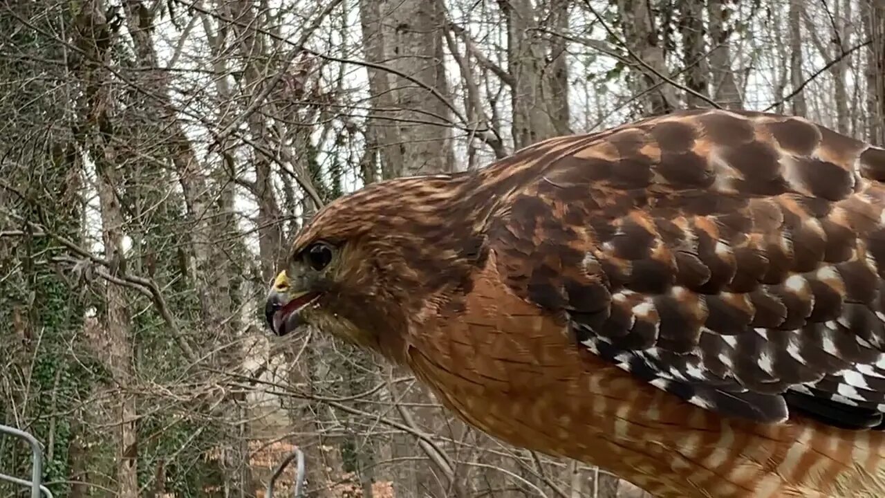 Hawk