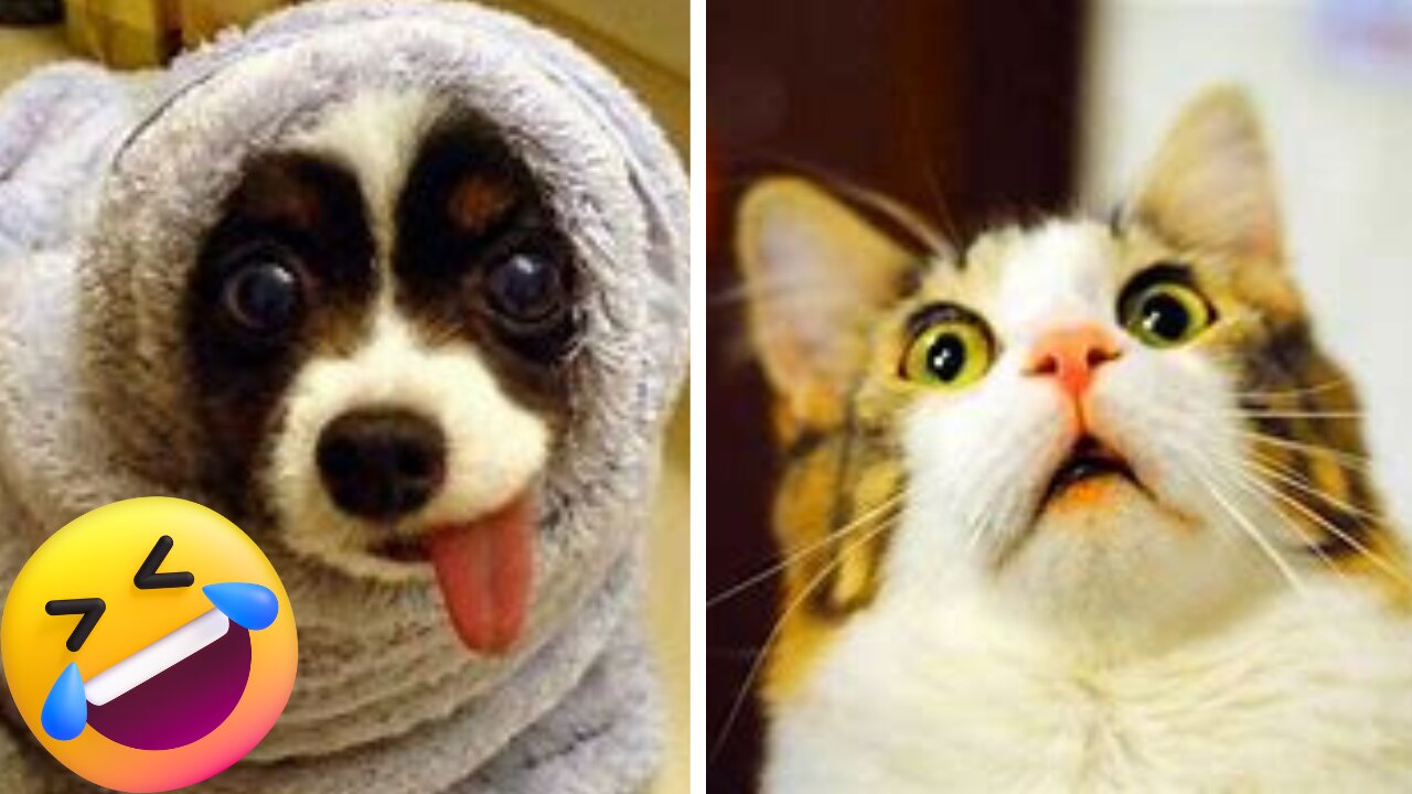 Try Not To Laugh Watching Funny Animals Compilation | Funniest Animals 2023