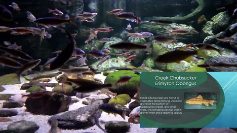 Minnow Exhibit p1