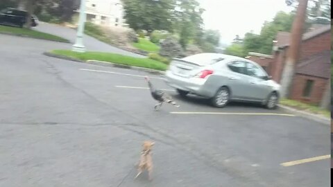 Chasing more turkeys