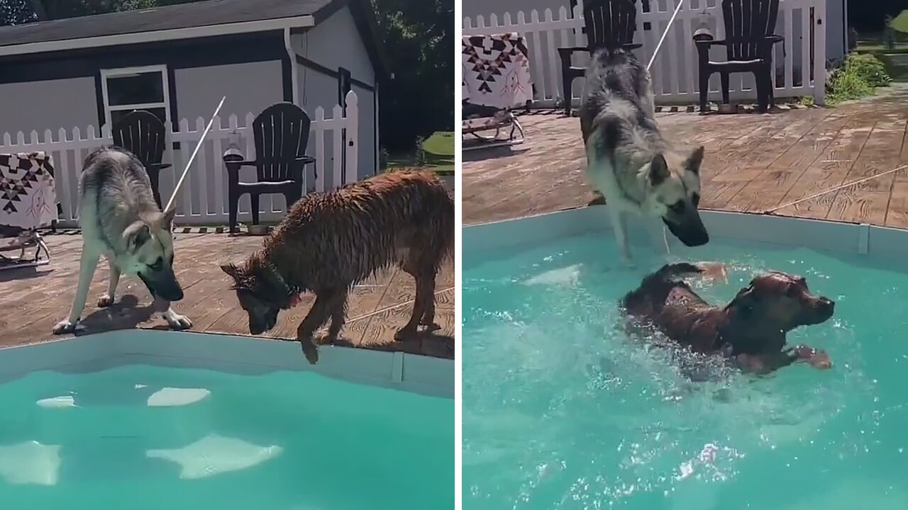 Pup Accidentally Falls Right Into The Pool