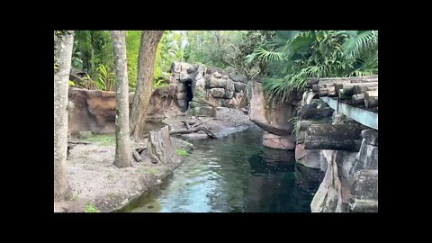 HQ replay BUSY day at Disneys Animal Kingdom Livestream