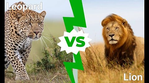 Most Amazing Big Cat🐯 Hunting Attack compilation
