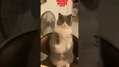 cute cat videos 😹 funny videos 😂 1144 😻 #shorts