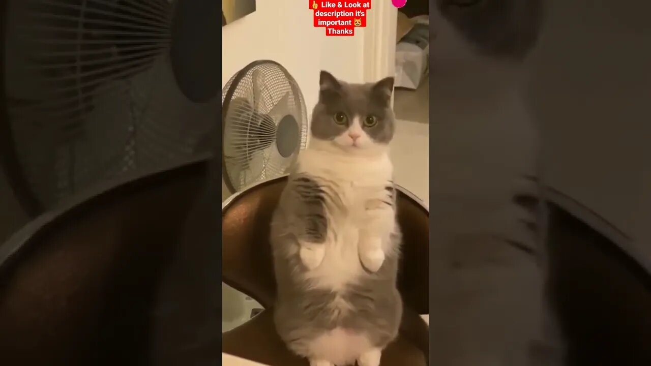 cute cat videos 😹 funny videos 😂 1144 😻 #shorts