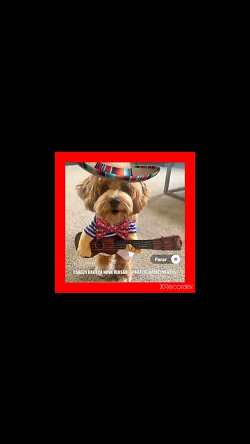 cabeça branca 3 agradecimentos