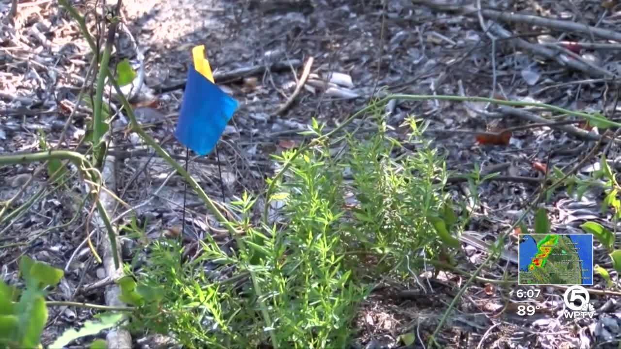 Volunteers rescue rare plants found only on Treasure Coast