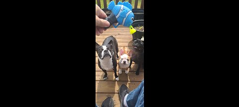 Puppy Bubble Rumble!