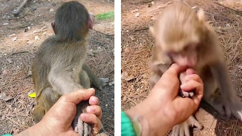 The little monkey bit my hand