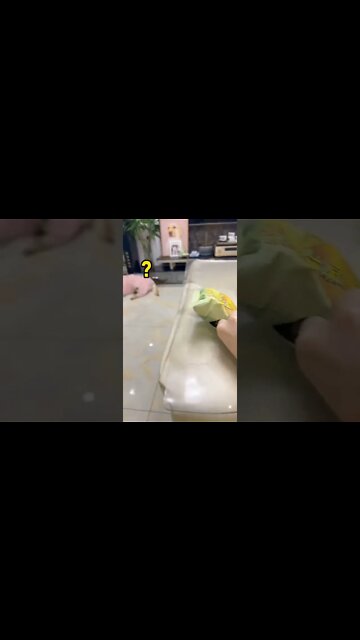 So Smart 🤓 Dog 🐶 #shorts