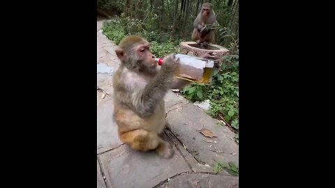 alcoholic monkey