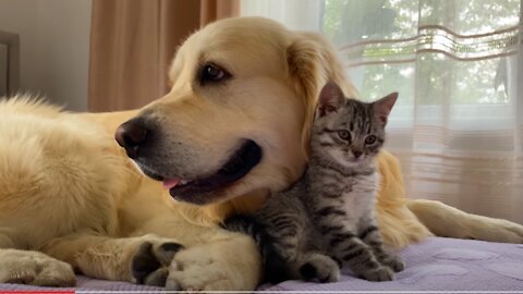 Golden Retriever and Baby Kitten Become Friends