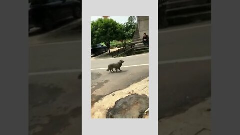 I know I’m filthy and wet but I got you a present… 😂🦮🎁🐟