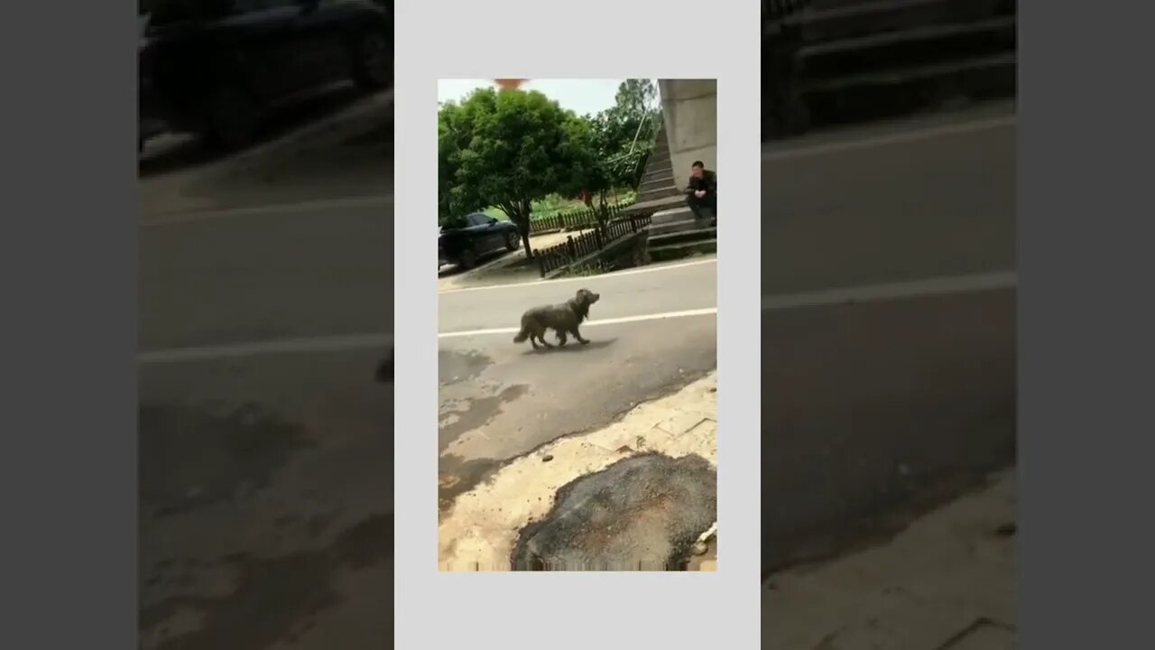 I know I’m filthy and wet but I got you a present… 😂🦮🎁🐟