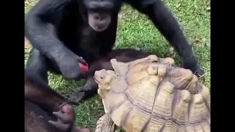 Chimpancé comparte su comida con tortuga