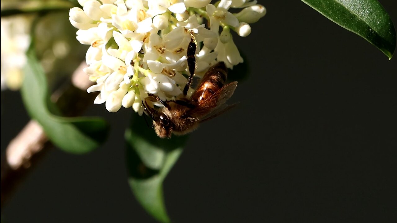 Honey Bee on White Flowers