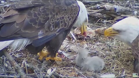 Hays Bald Eagles Dad feeds H18 a Rats leg 2022 04 02 1605