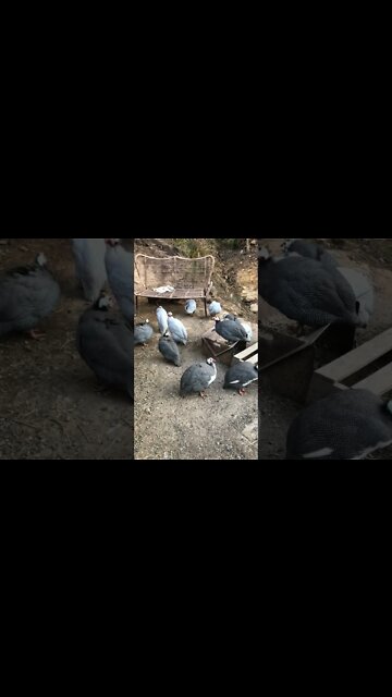 Telling guinea fowl they need to roost in the trees