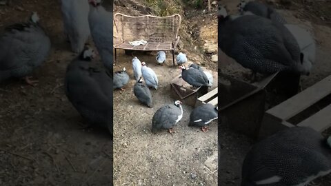 Telling guinea fowl they need to roost in the trees