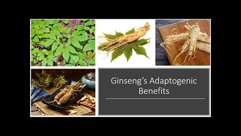 Ginseng Adaptogen Benefits