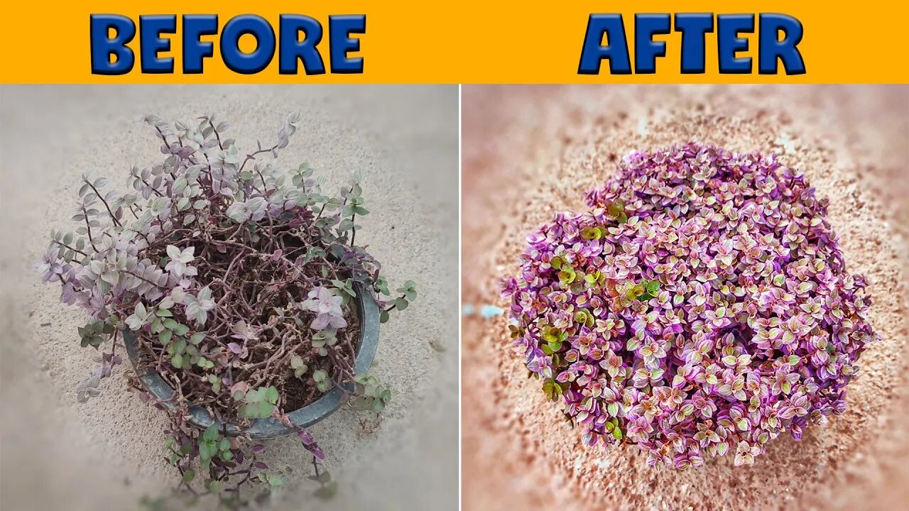The easiest plant propagation in the world | the magic of plant propagation
