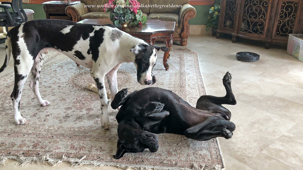 Funny Sneezing Upside Down Great Dane