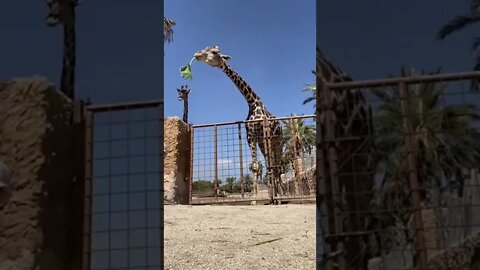 Amazing video #shorts #shortvideo