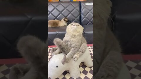 funny cat videos | cute cat videos| cute animals funny cats #shorts #shortsfunny #cutecat #funnycat