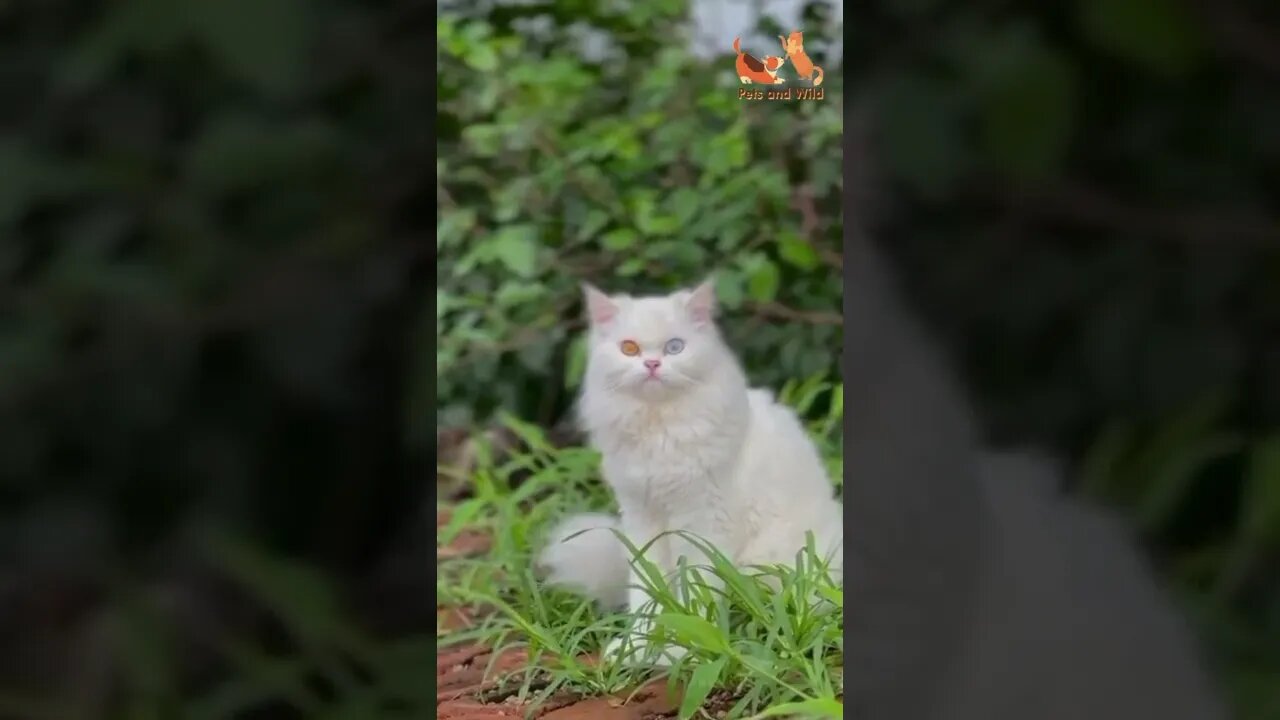 white cat with attractive eyes color #Petsandwild #cateyes