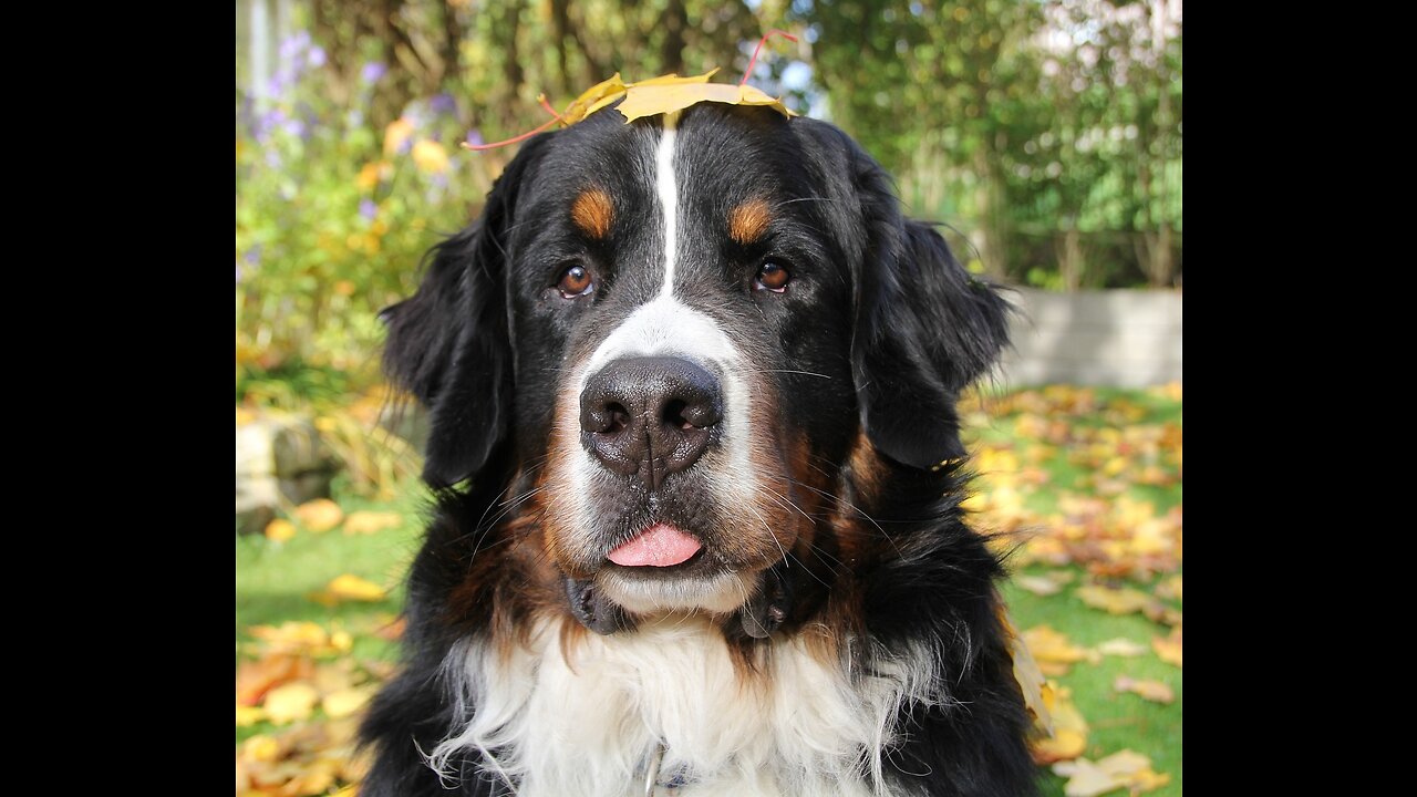 cutest dog in the world