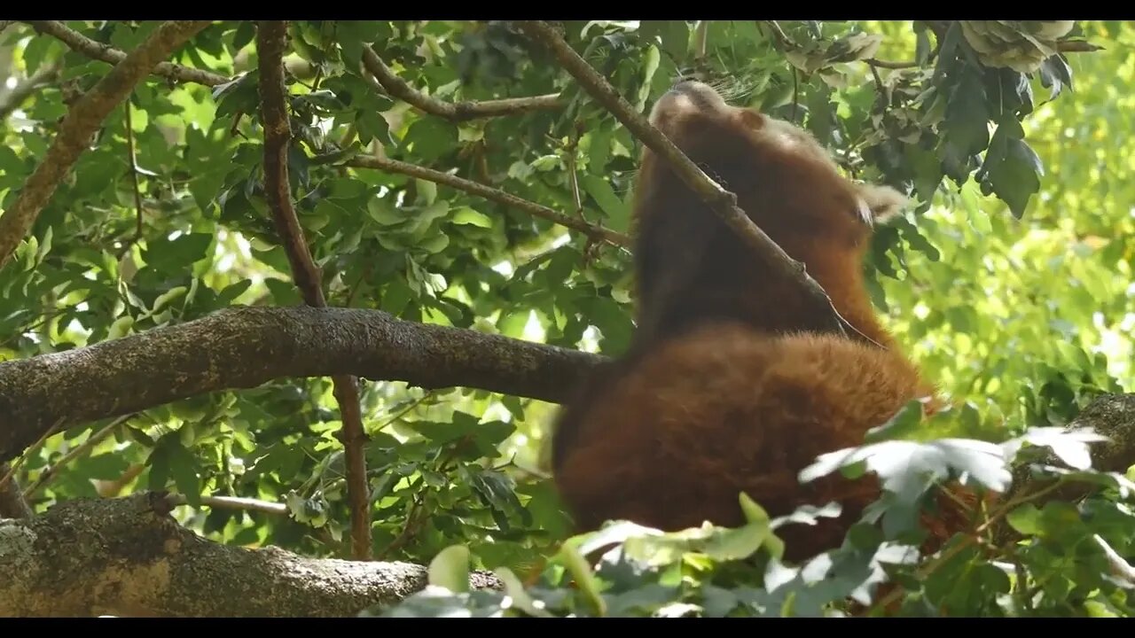 Red panda also known as the lesser panda or red bear-cat63