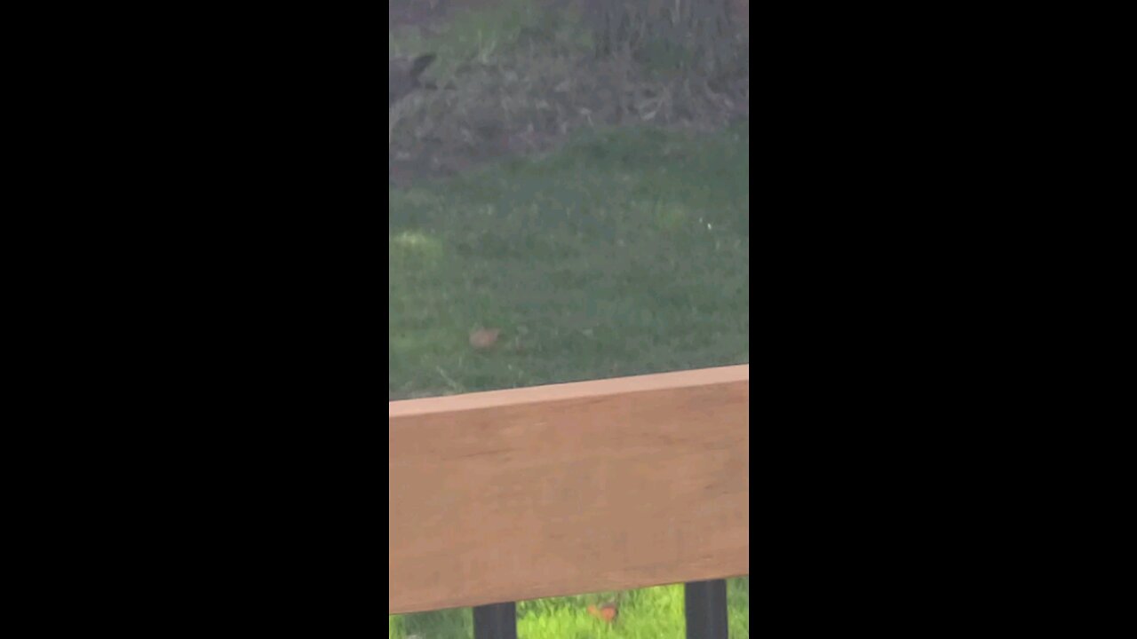 Hawk