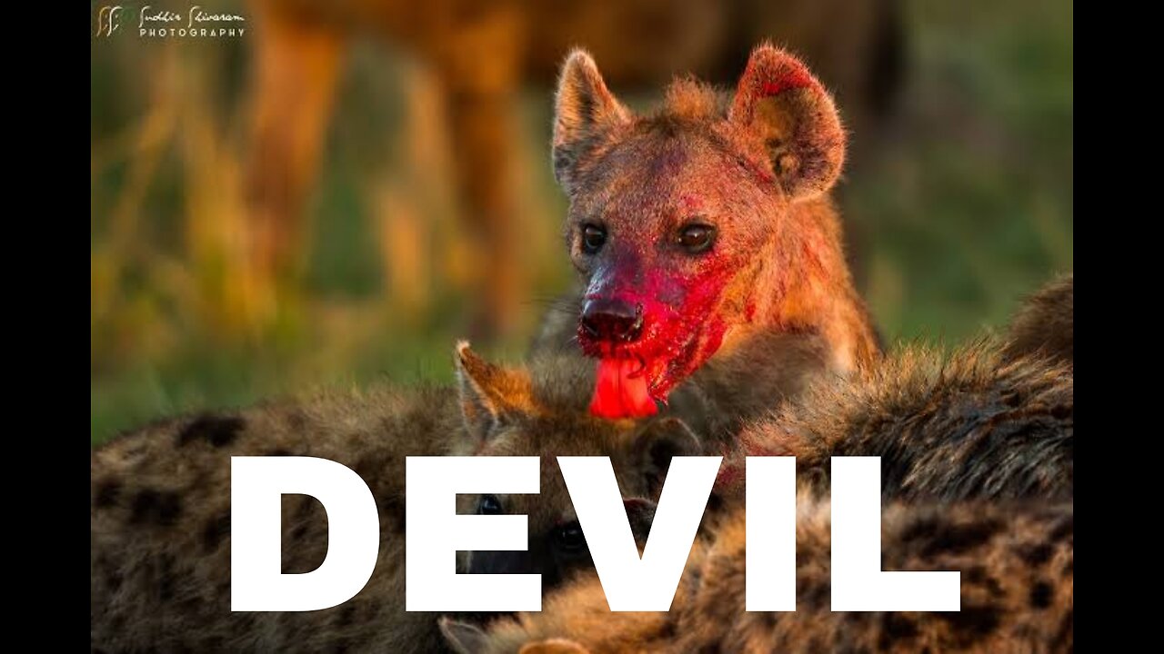 30 moments of BRUTAL hunting by wild dog, devil on earth