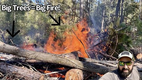 Big Fire From Big Trees!