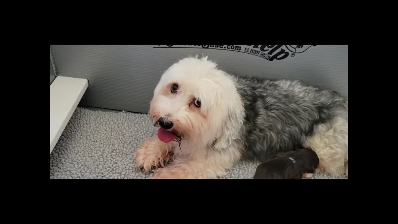 O Litter- 12 days 0ld