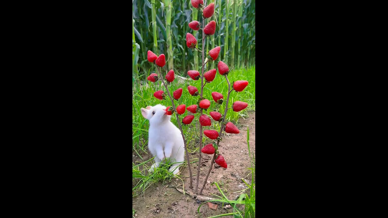 bunny 🐇🐰 #rabbit eating strawberries