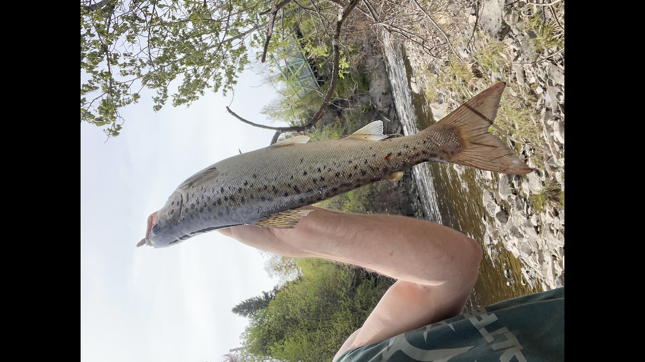 River sound and fishing