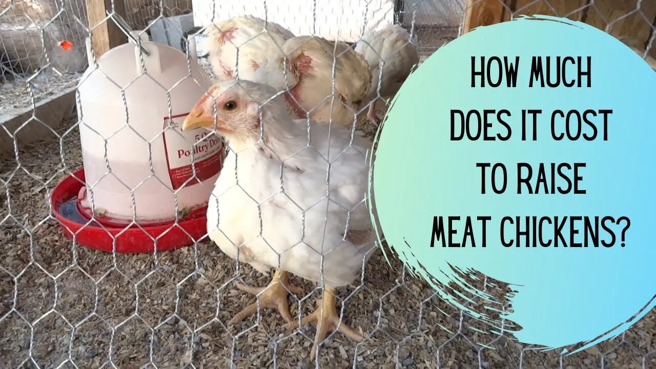 Winter dust bath for chickens & How much does it cost to raise broiler chickens.