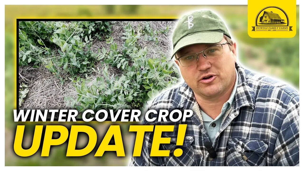 January Cover Crop Planting Update: How Has It Performed?