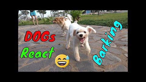 How Dogs React When Seeing Stranger 25 - Running, Barking? | Viral Dog