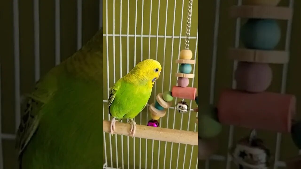 Budgies Peek A Boo 😆#shorts #animallover #youtubeshorts #funny #budgies