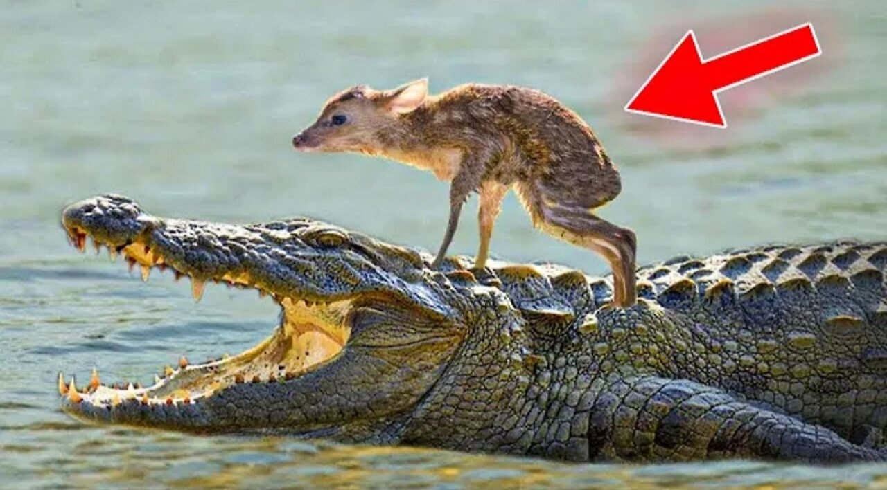 15 UNBELIEVABLE Animals That Saved Other Animals