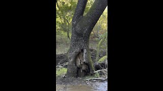 Split Tree Trunk