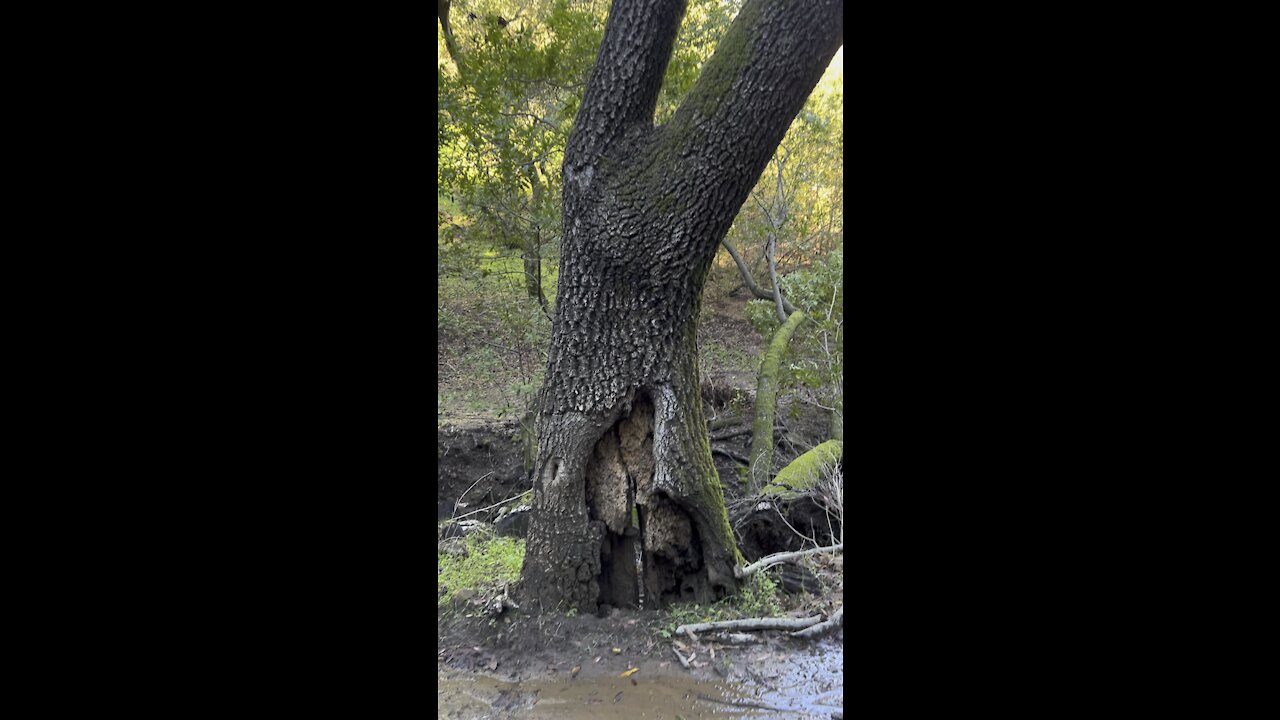 Split Tree Trunk