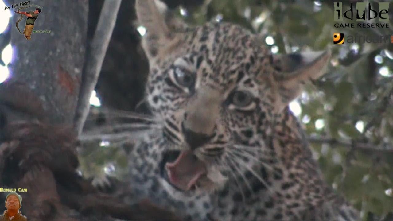 Leopard And Cub - Life Outside The Bushcamp - 15: Feeding In A Jackalberry Tree