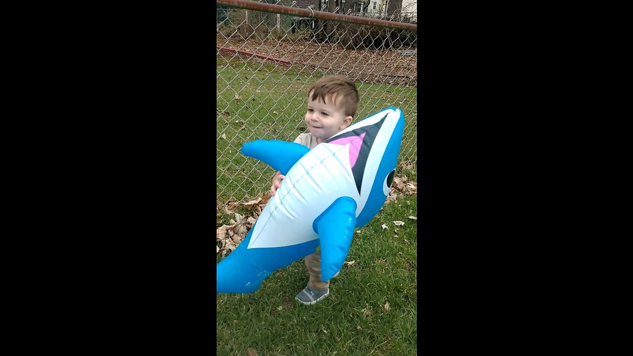 Inflatable Dolphin blew across the yard.