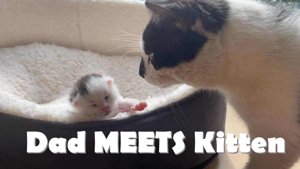 Cat Dad MEETS his Newborn Kitten for FIRST TIME! (Mom is not happy)