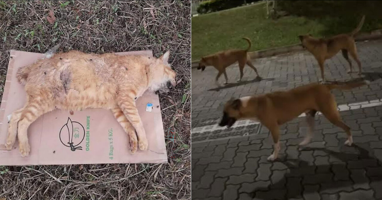 Dog kills cute cat 🥺🥺