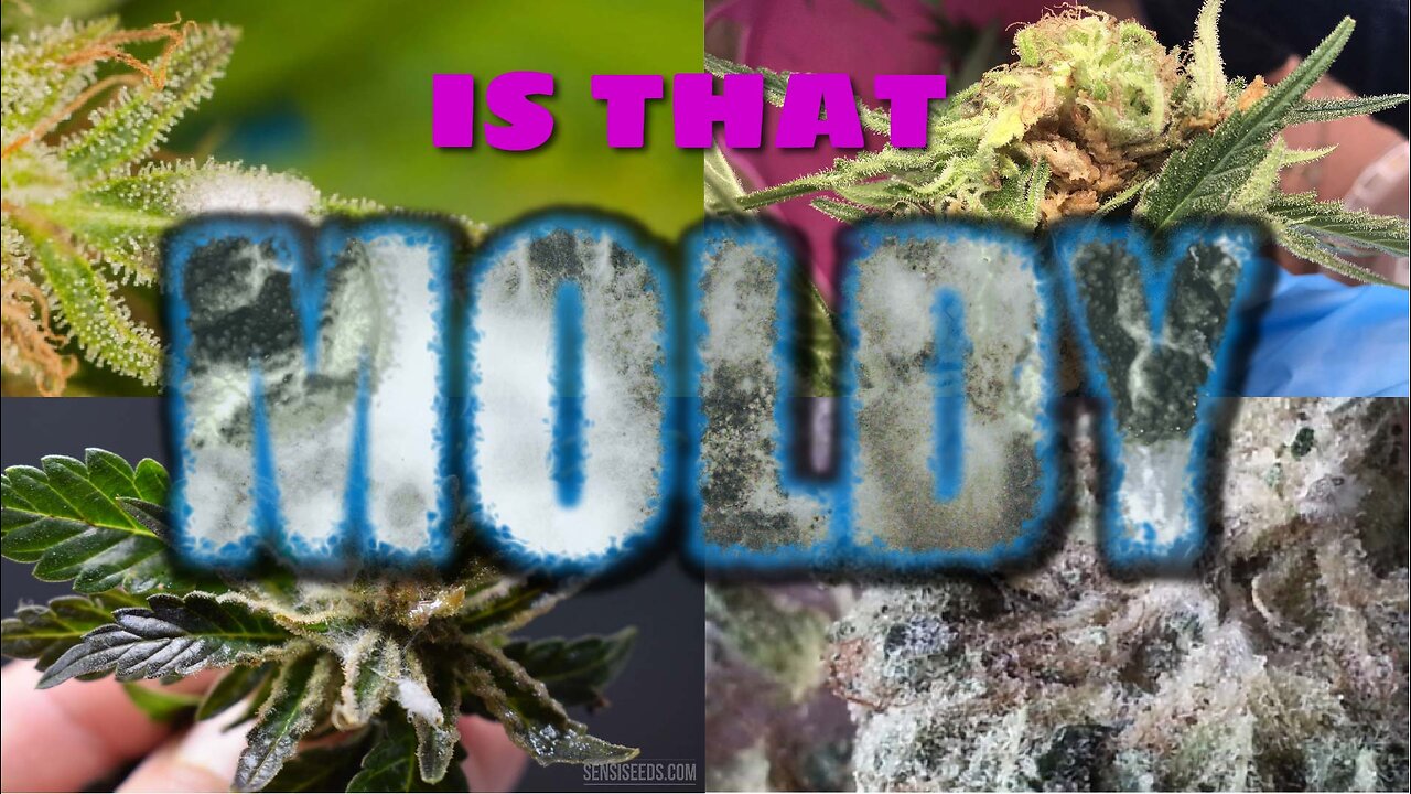 The Dangers of Moldy Weed